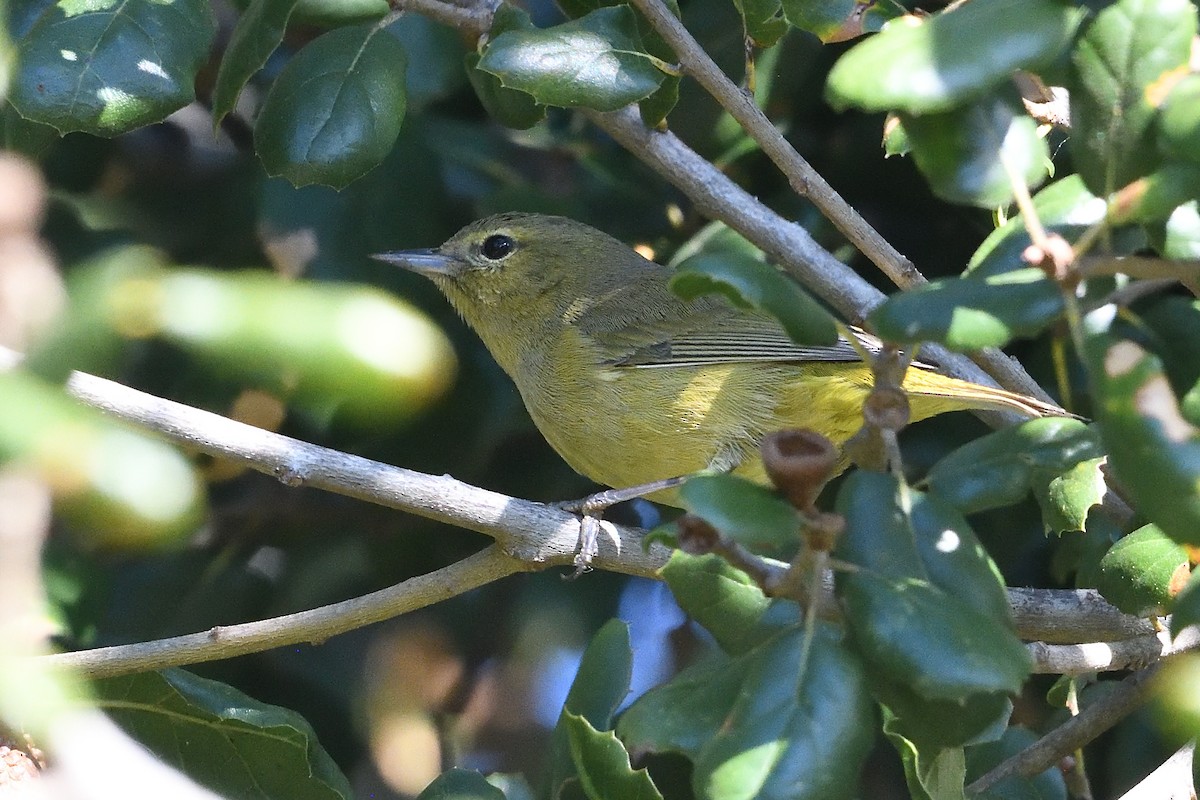 Рыжешапочная древесница - ML646659574