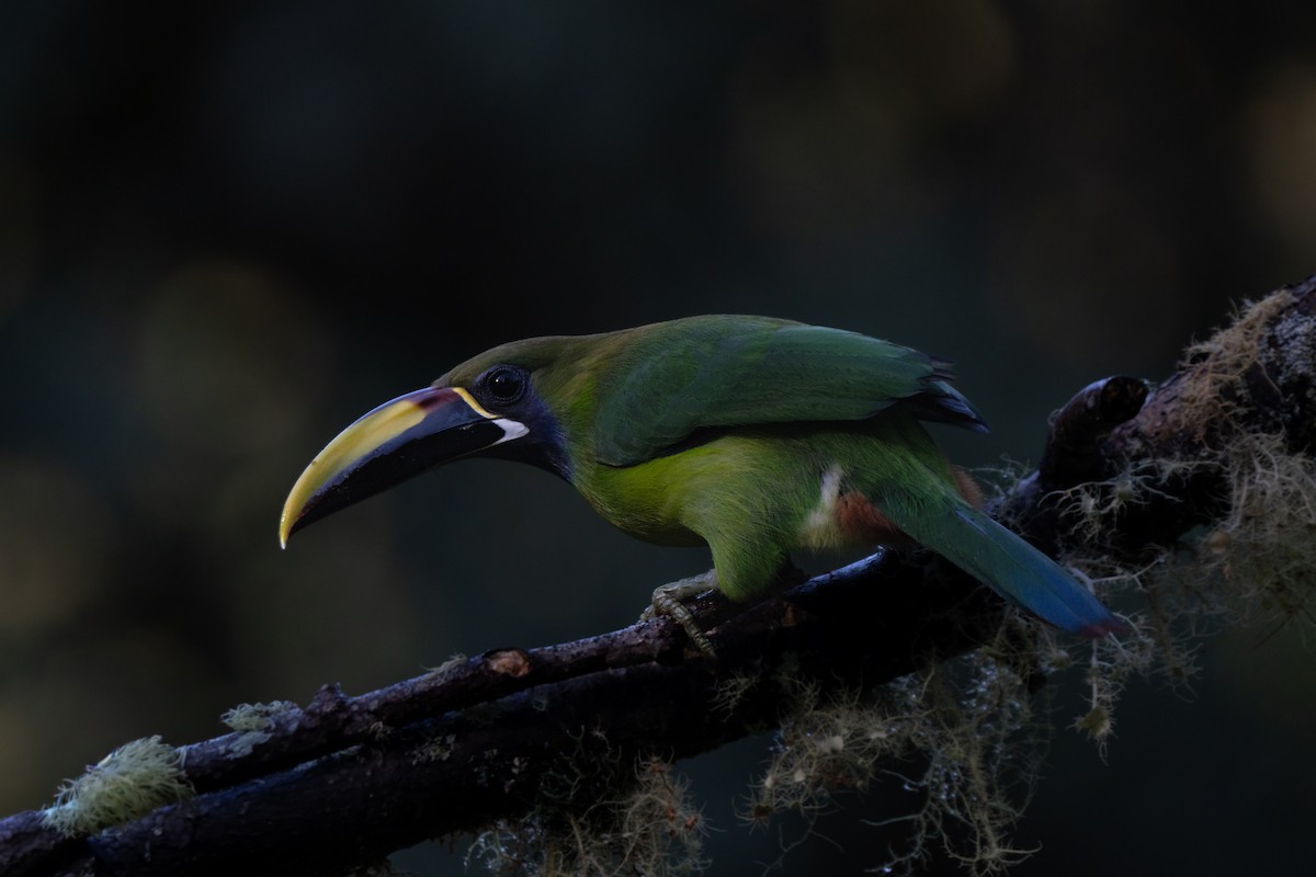 Northern Emerald-Toucanet - ML646659575