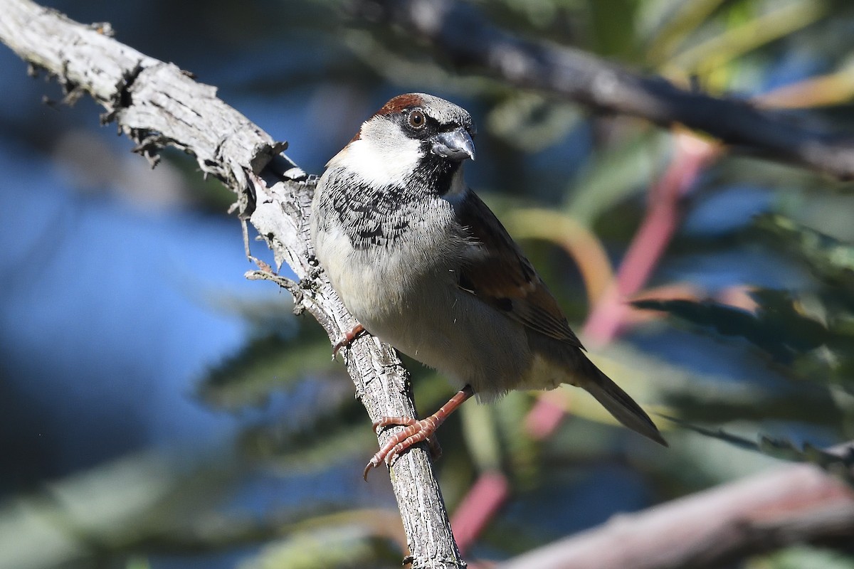 Домовый воробей - ML646659576