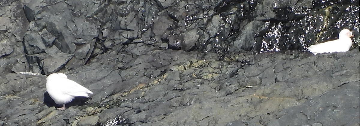 サヤハシチドリ - ML646659577