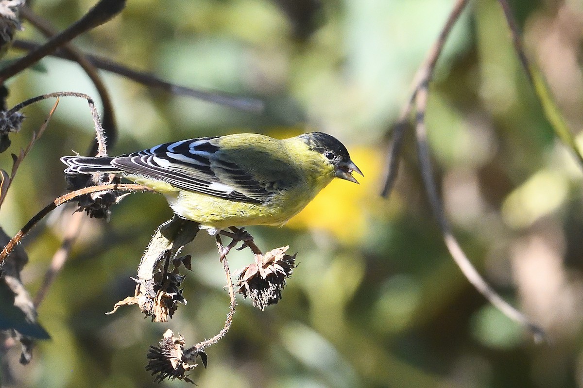 Мексиканский чиж - ML646659578