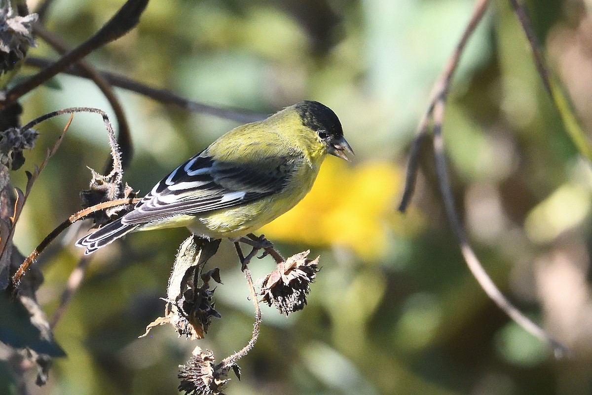 Мексиканский чиж - ML646659580