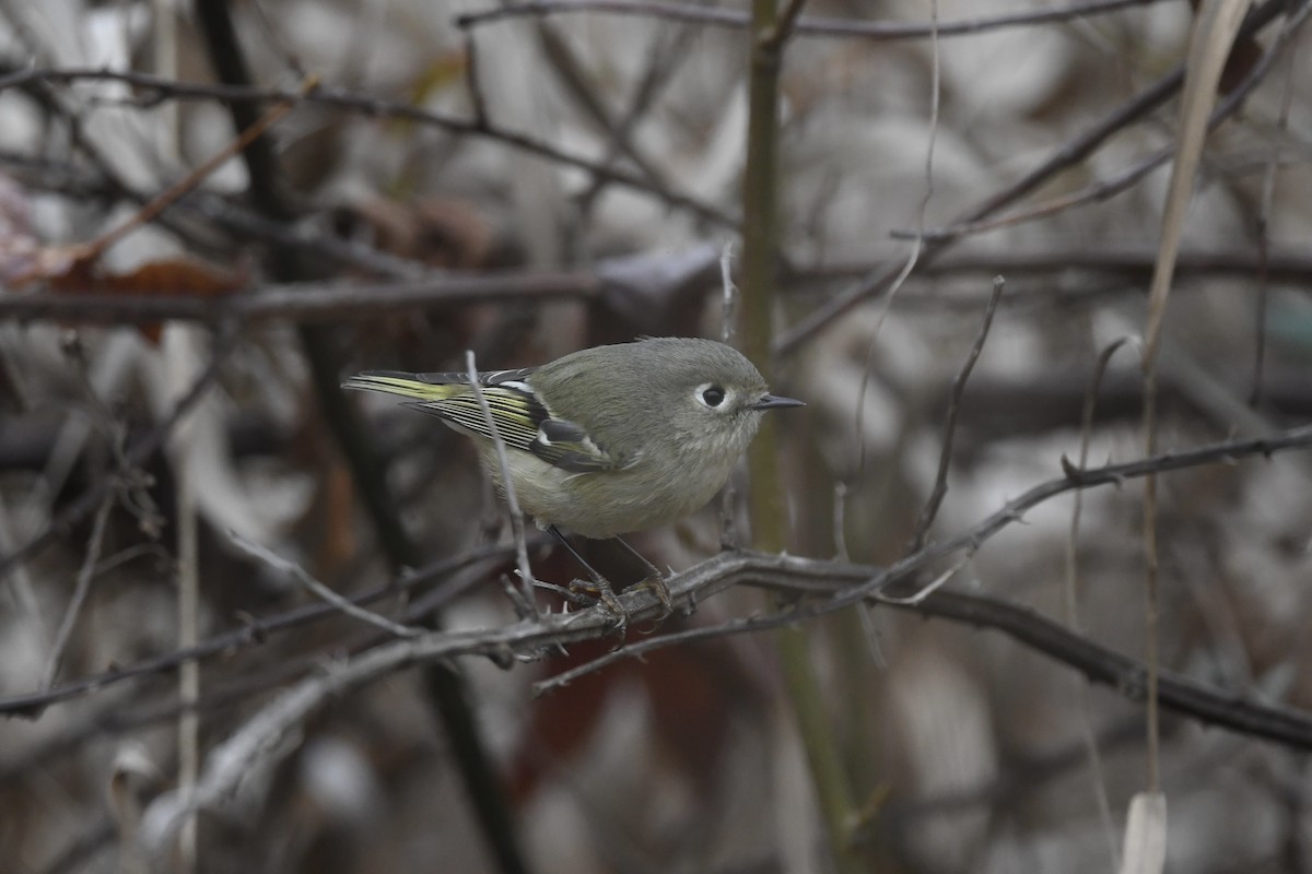 Ruby-crowned Kinglet - ML646659581