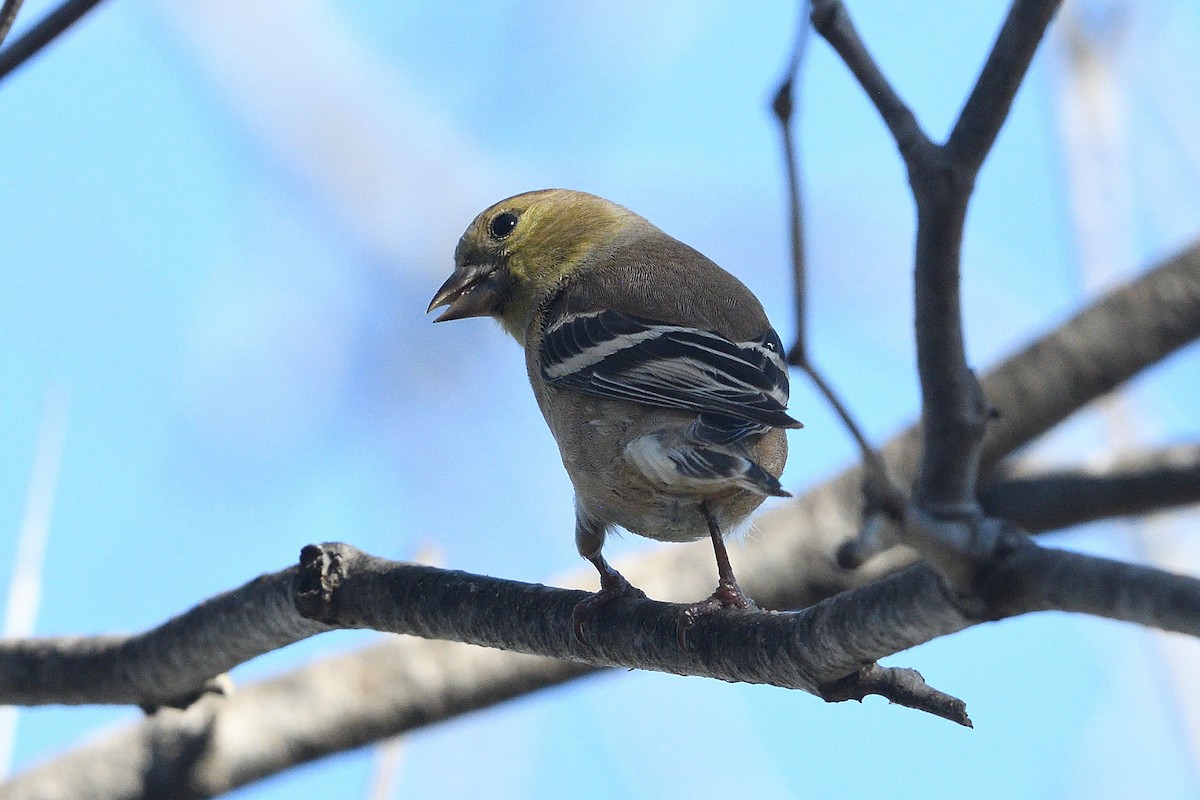 Американский чиж - ML646659583