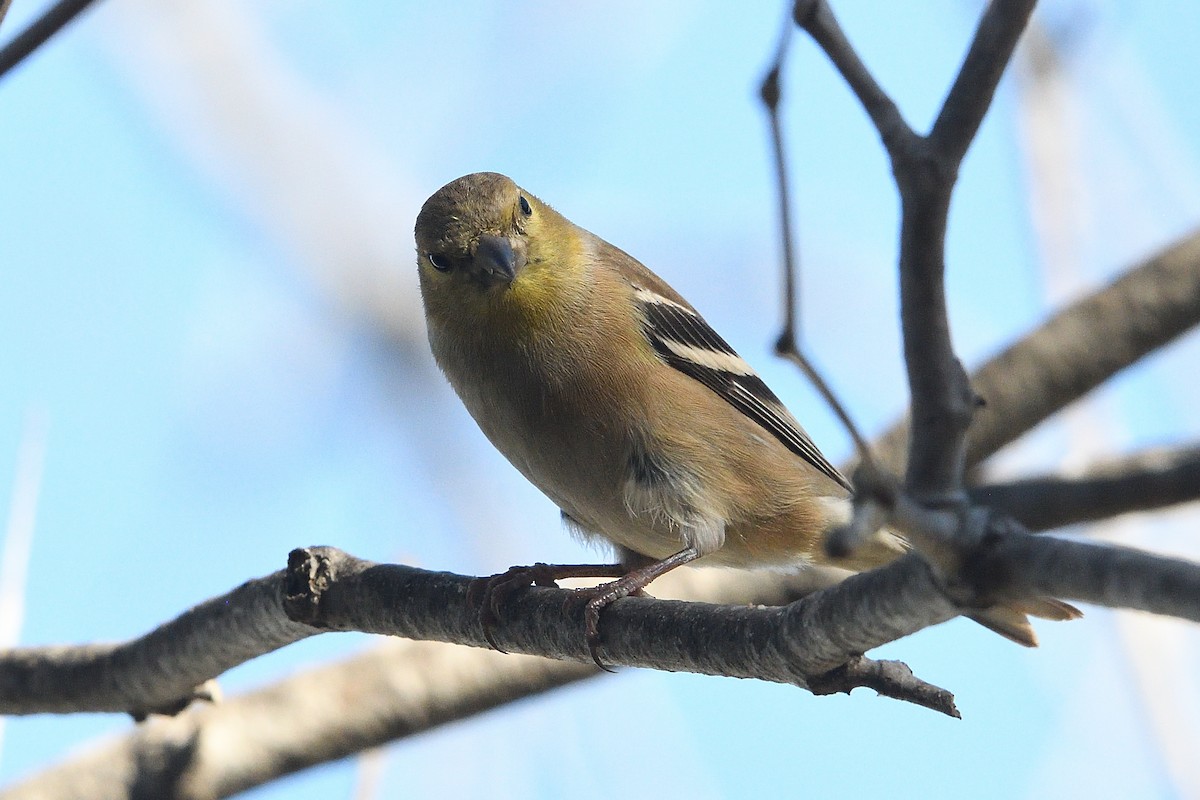 Американский чиж - ML646659587