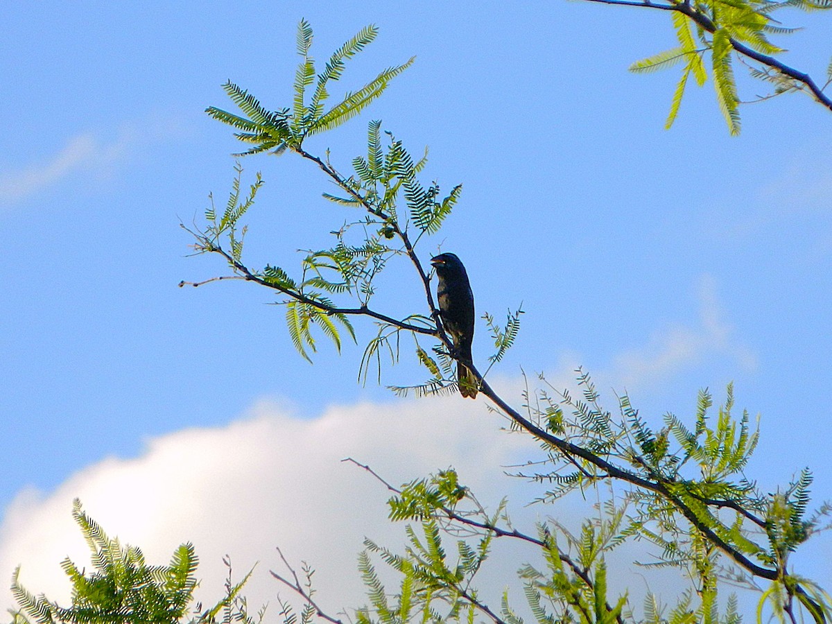 Ultramarine Grosbeak - ML646659588