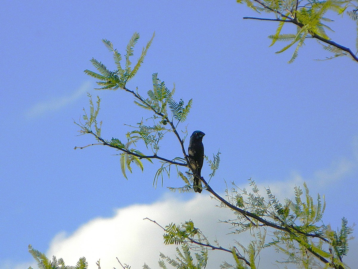 Ultramarine Grosbeak - ML646659589