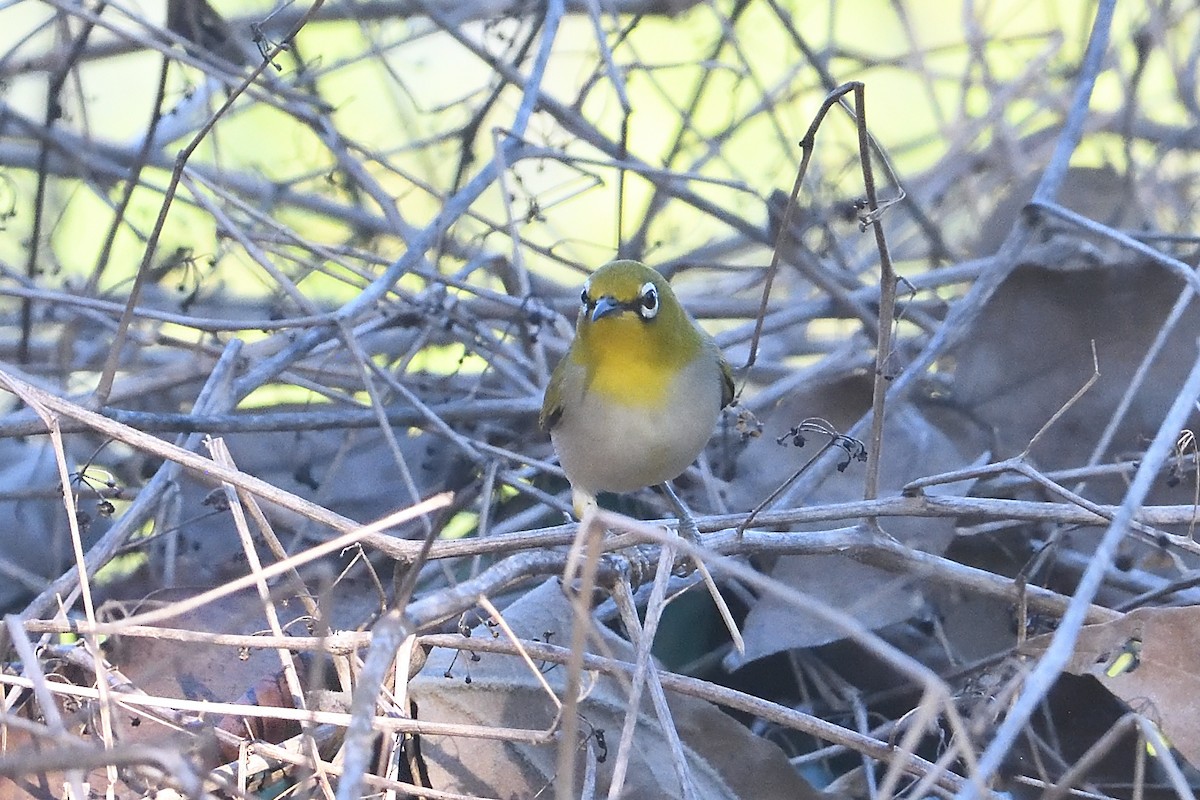 Китайская белоглазка - ML646659592