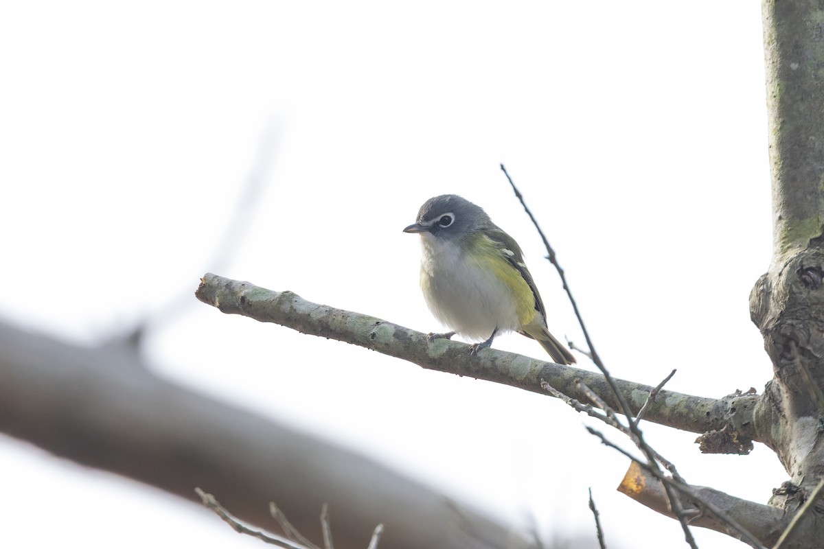 Віреон сизоголовий - ML646659594