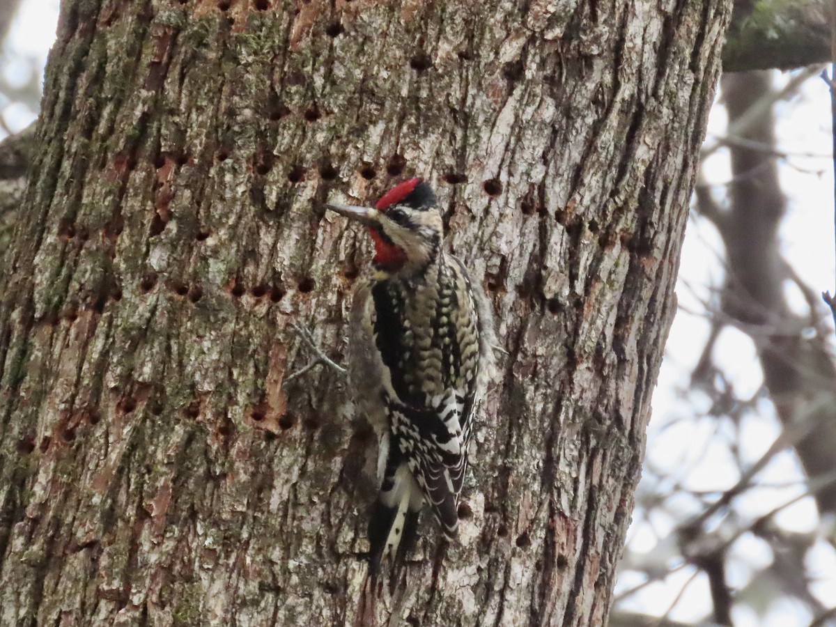 Yellow-bellied Sapsucker - ML646659595