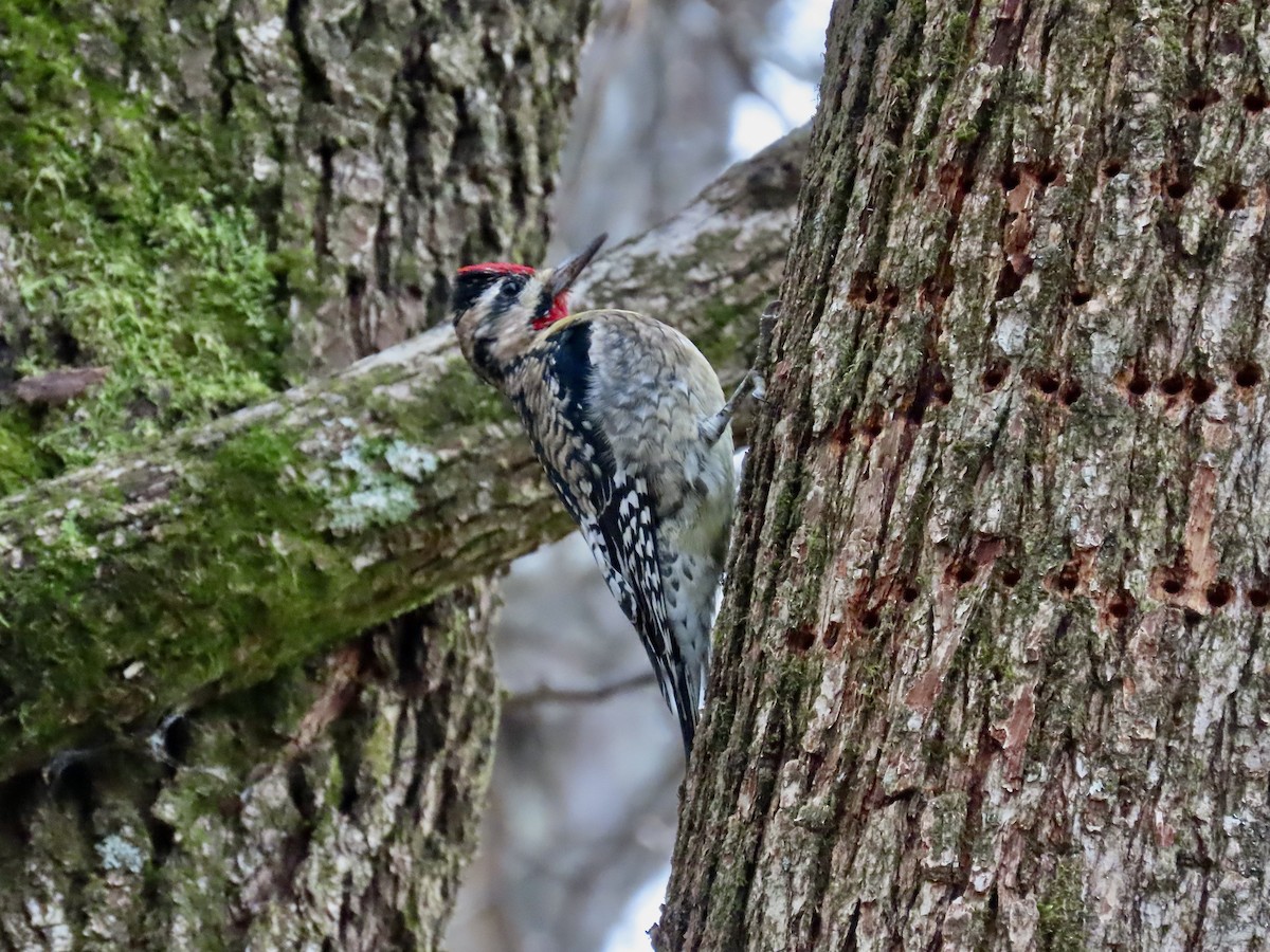 Yellow-bellied Sapsucker - ML646659596