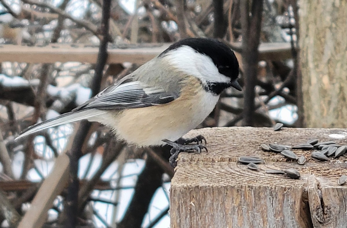 Black-capped Chickadee - ML646659598