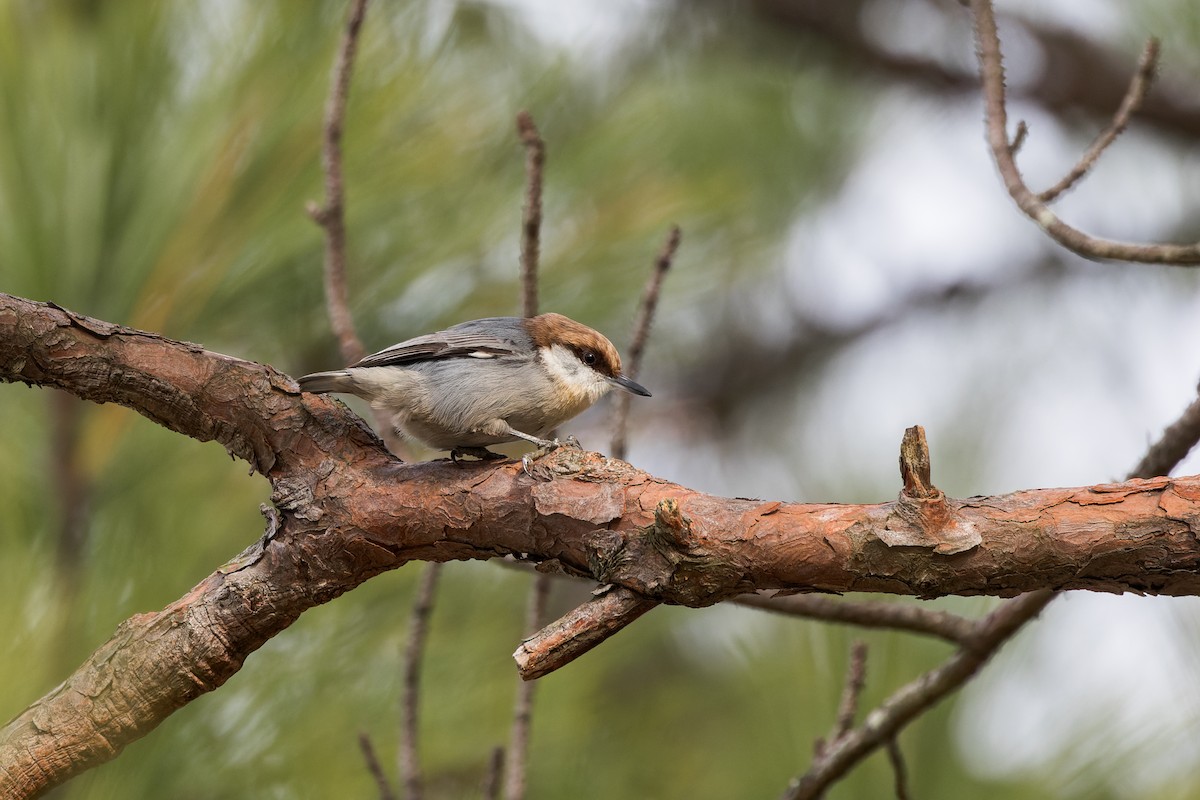 Буроголовый поползень - ML646659599