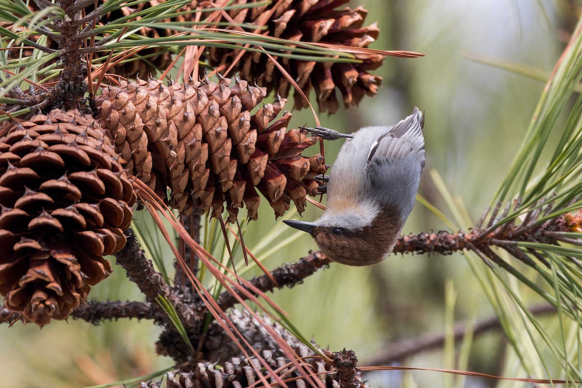 Буроголовый поползень - ML646659600