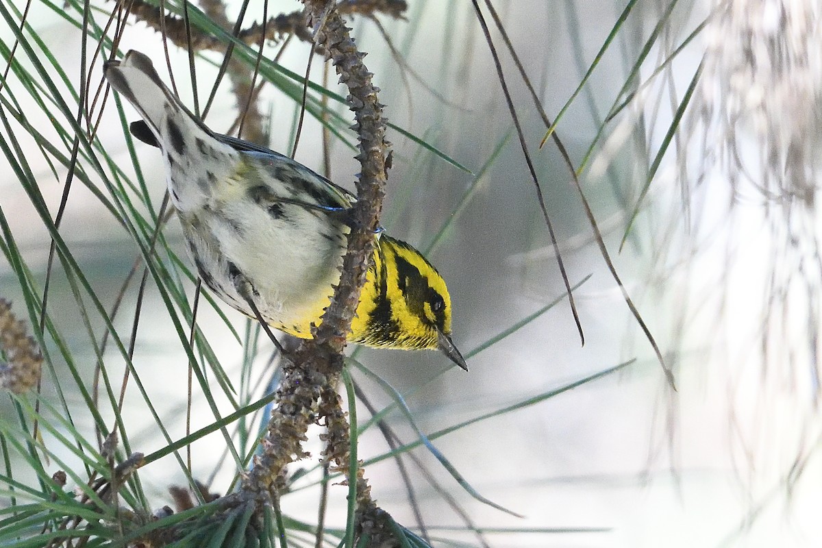 Желтобровая древесница - ML646659601