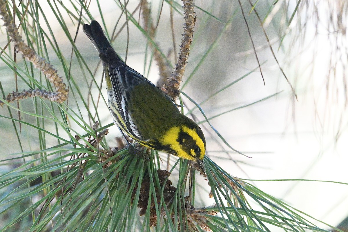 Желтобровая древесница - ML646659602