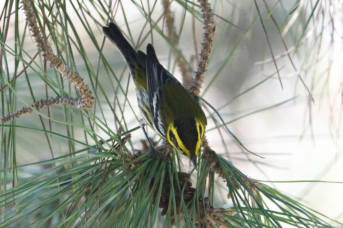 Желтобровая древесница - ML646659603