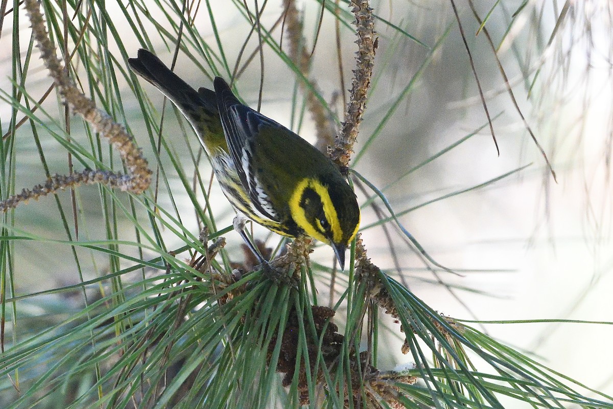 Желтобровая древесница - ML646659604