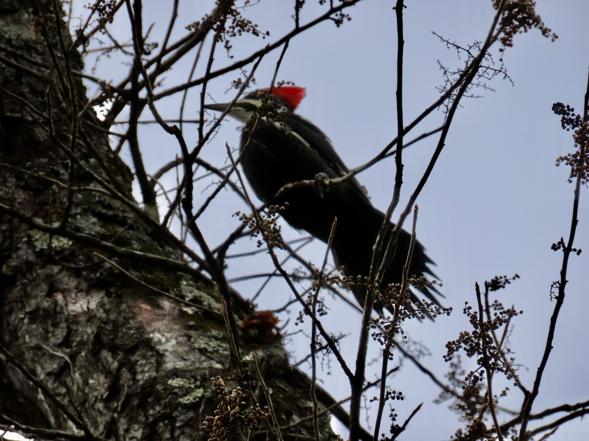 Pileated Woodpecker - ML646659605