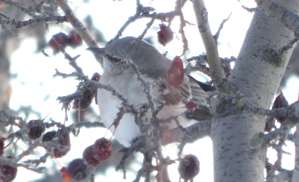 Многоголосый пересмешник - ML646659606