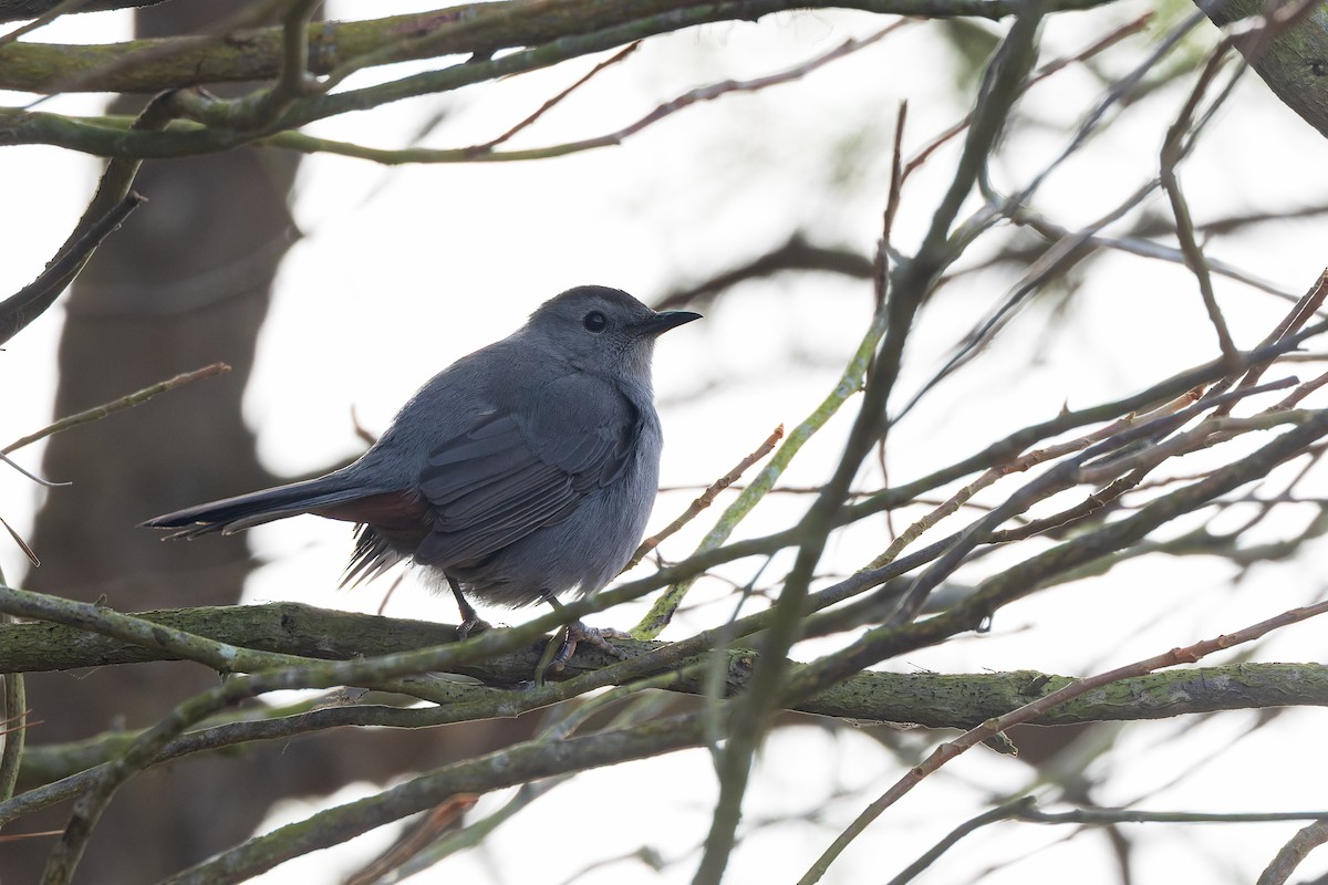 Пересмішник сірий - ML646659608