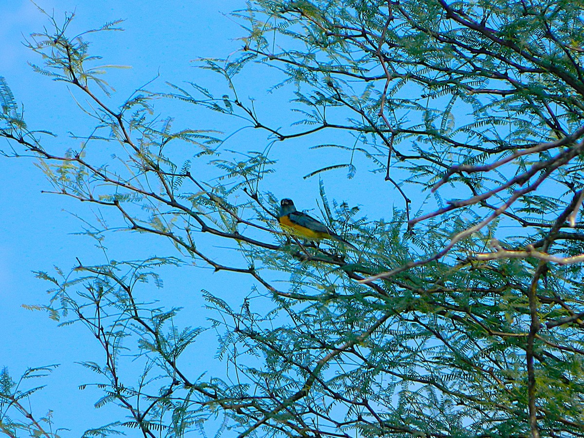 Blue-and-yellow Tanager - ML646659609