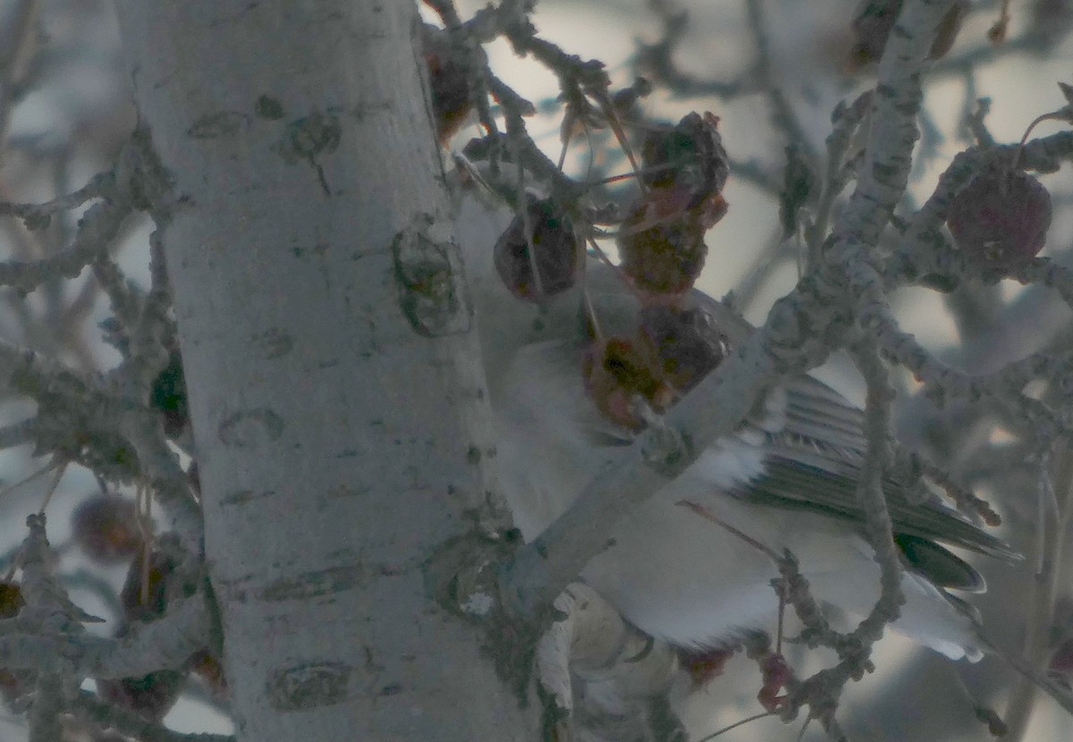 Многоголосый пересмешник - ML646659611