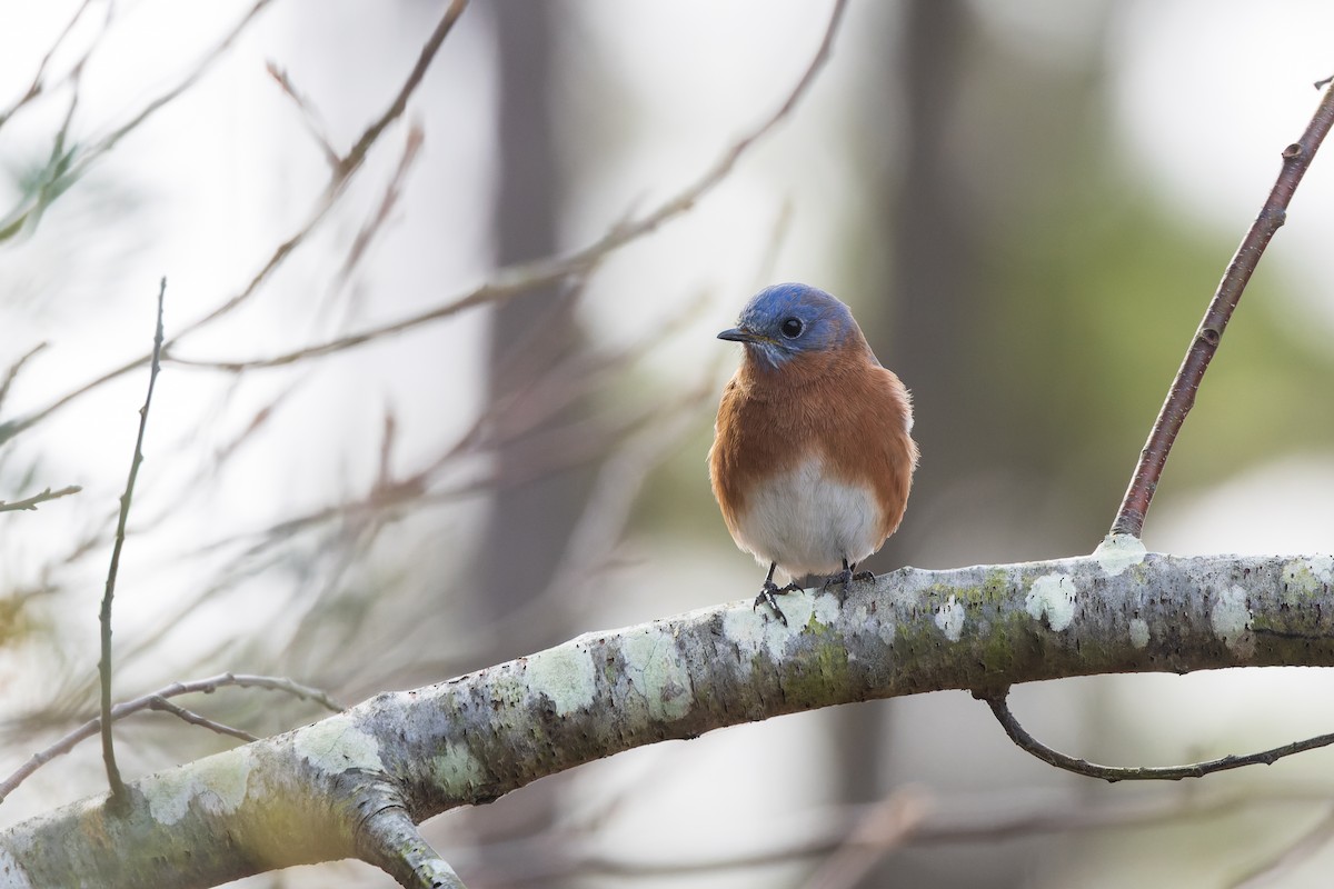 Блакитник східний - ML646659613