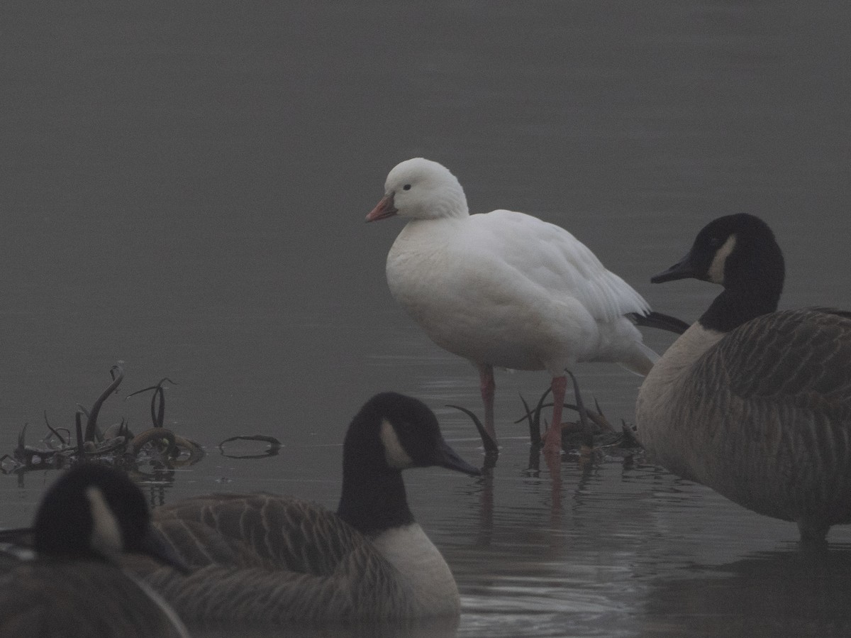 אווז קנדי - ML646659615