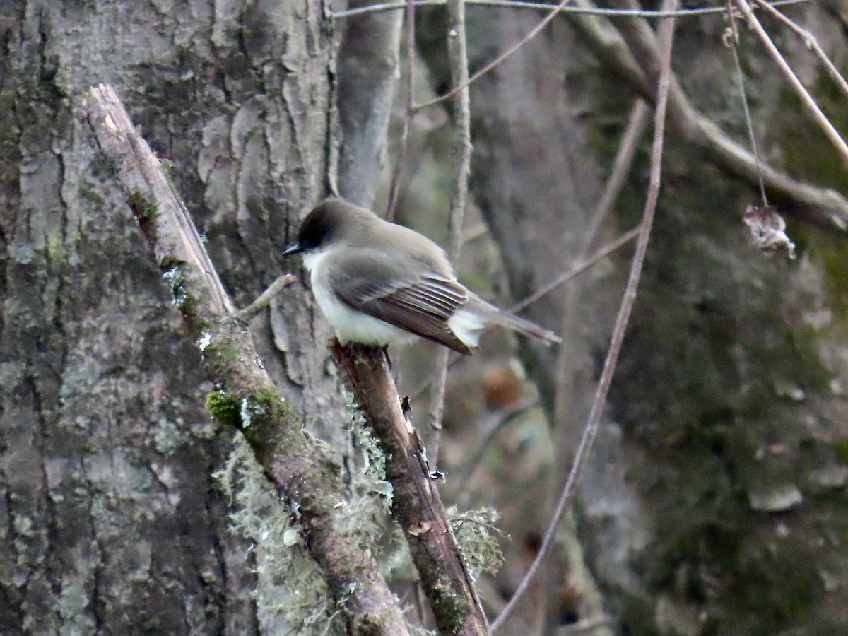 Eastern Phoebe - ML646659616