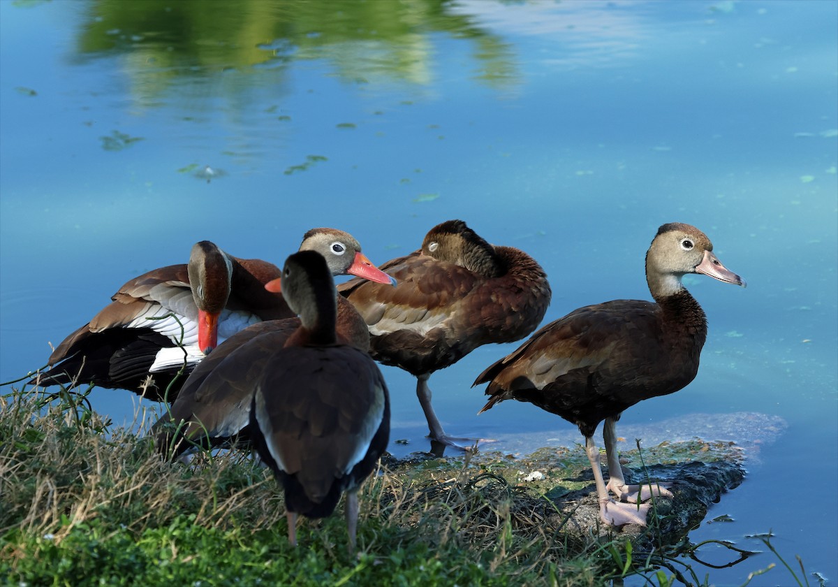 Black-bellied Whistling-Duck - ML646659621