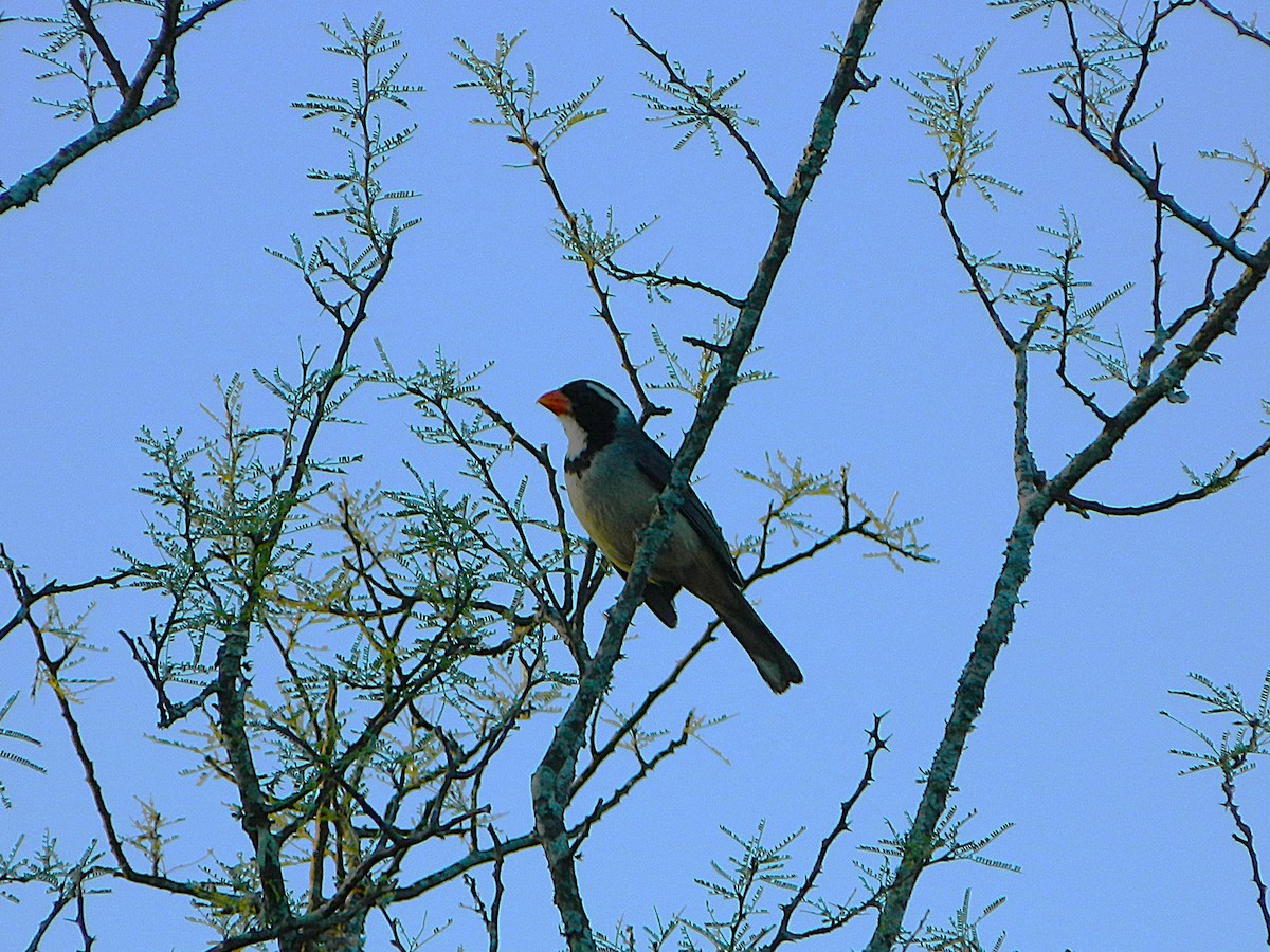 Golden-billed Saltator - ML646659622