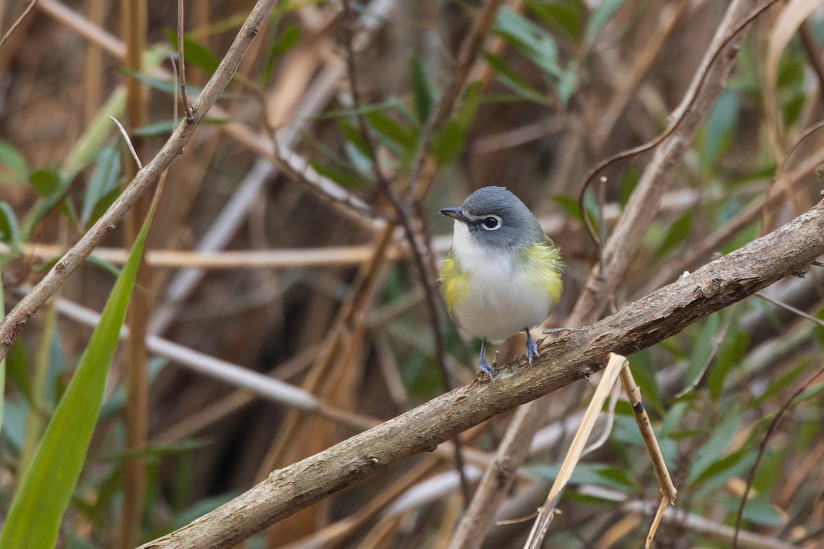 Віреон сизоголовий - ML646659623