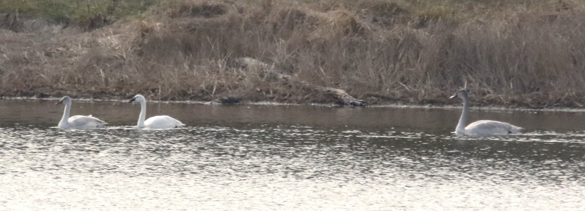 ברבור קטן - ML646659626