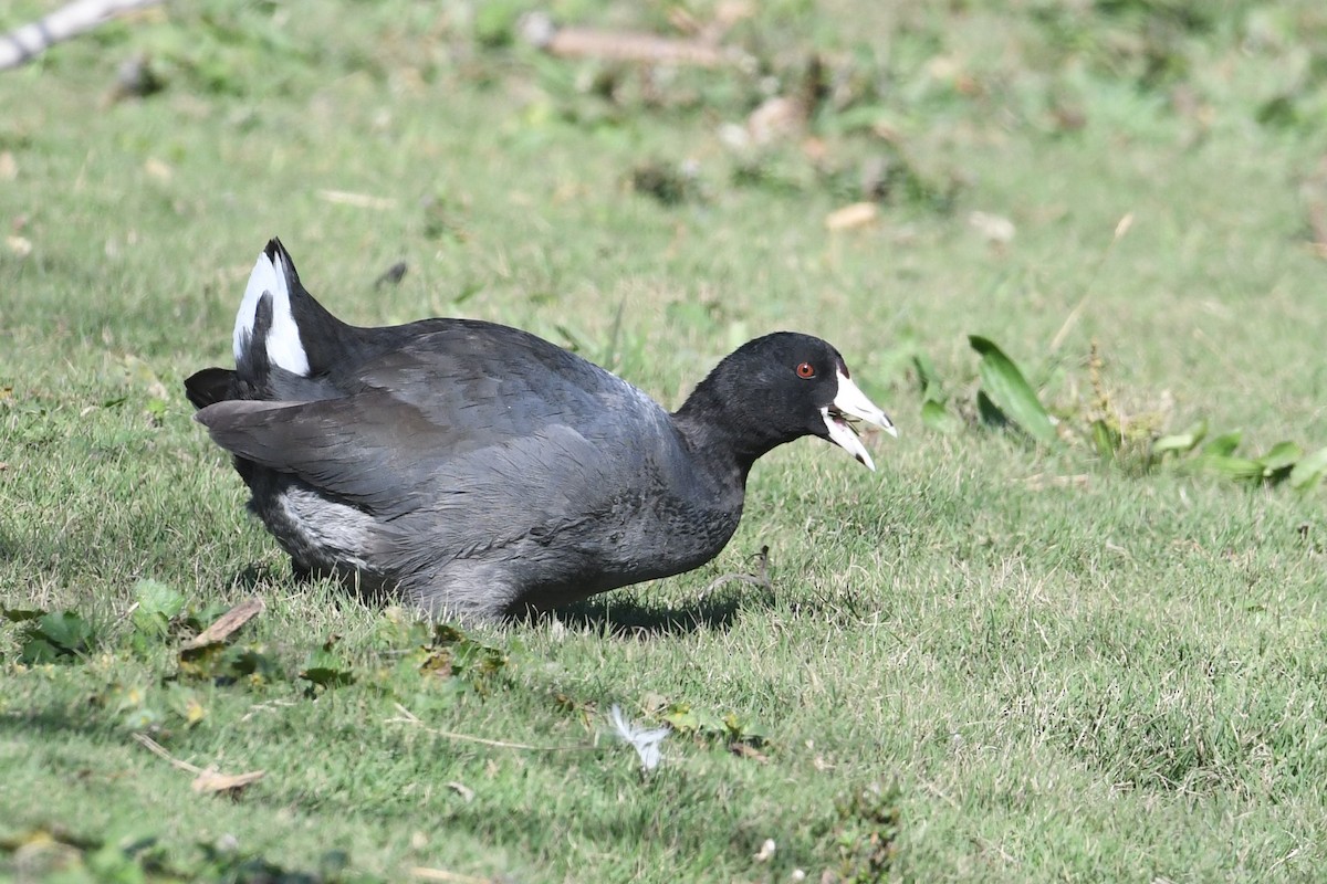 Американская лысуха - ML646659627