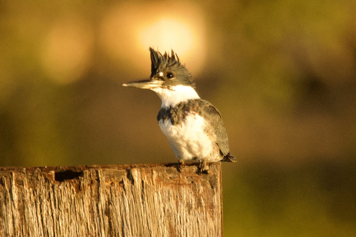 Belted Kingfisher - ML646659628