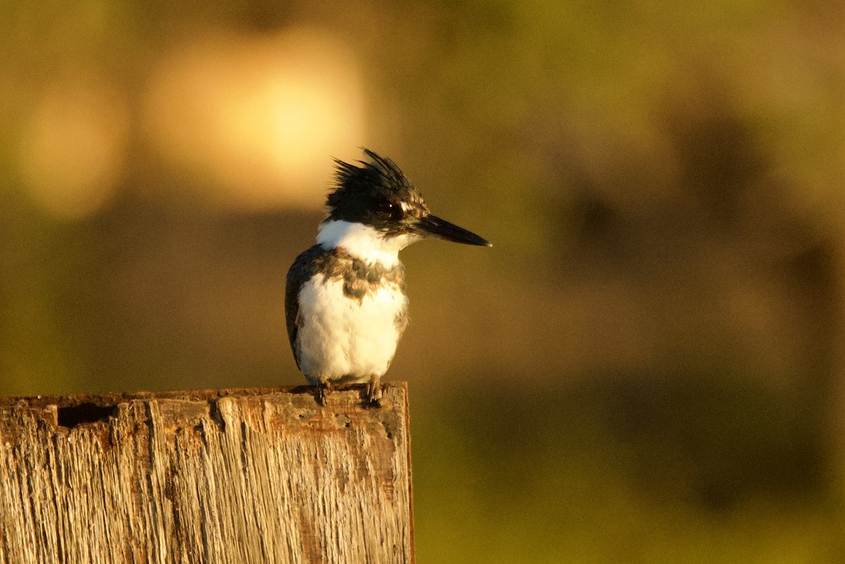 Belted Kingfisher - ML646659629