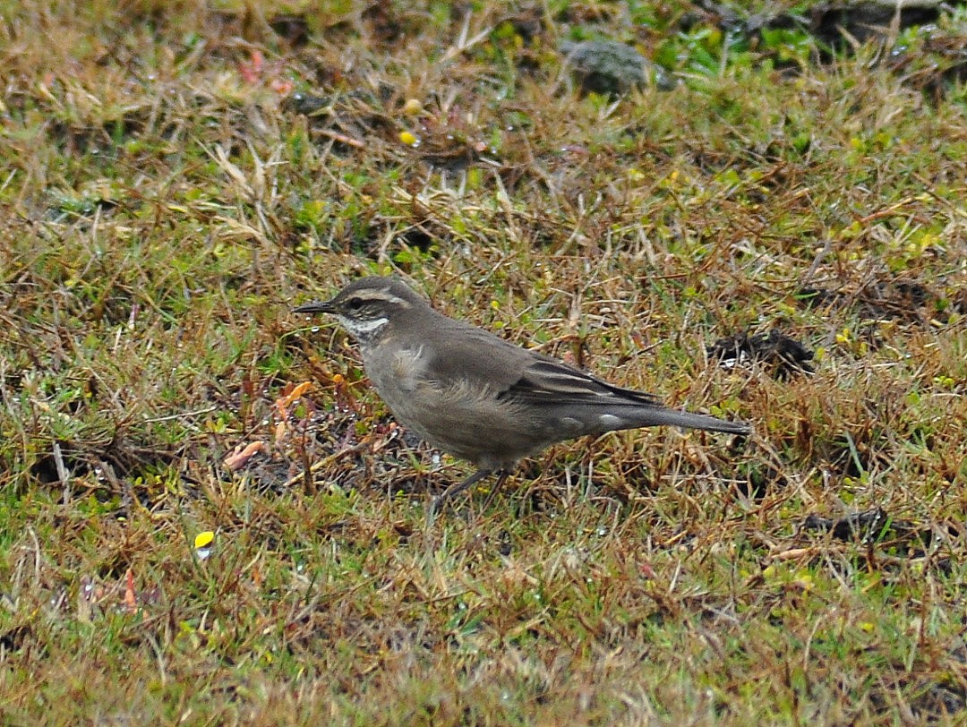 Buff-winged Cinclodes - ML646659630