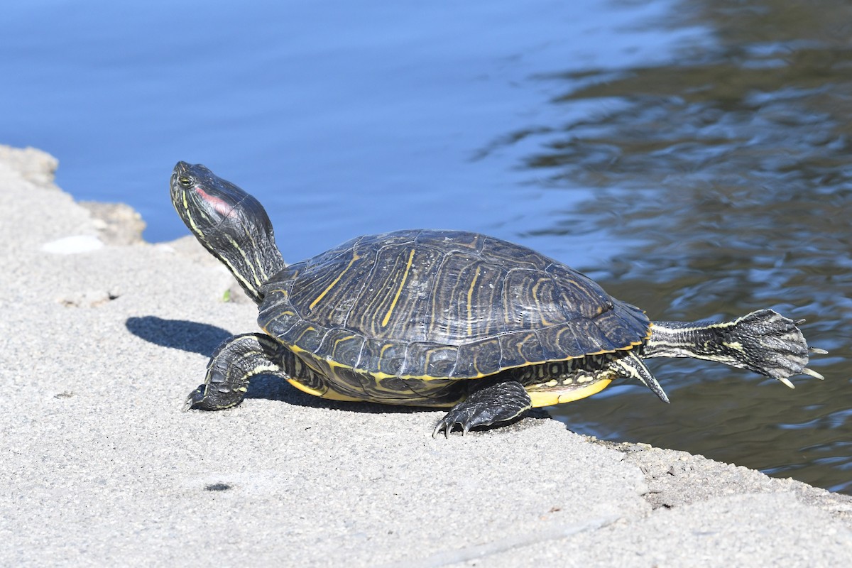 Животные - ML646659631