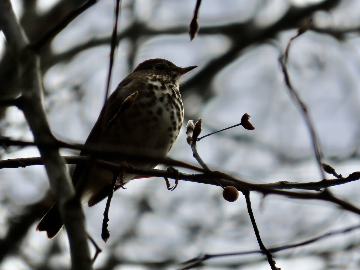 Hermit Thrush - ML646659633