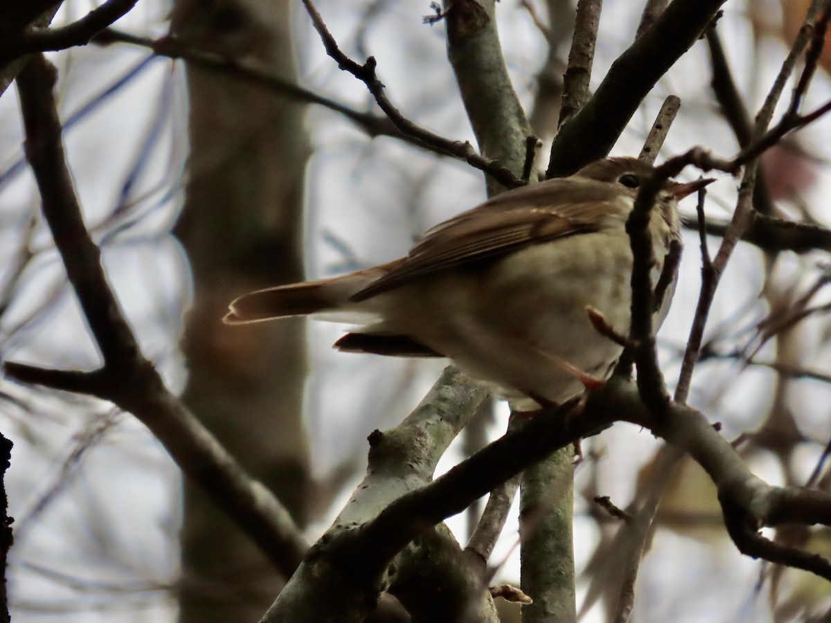 Hermit Thrush - ML646659634