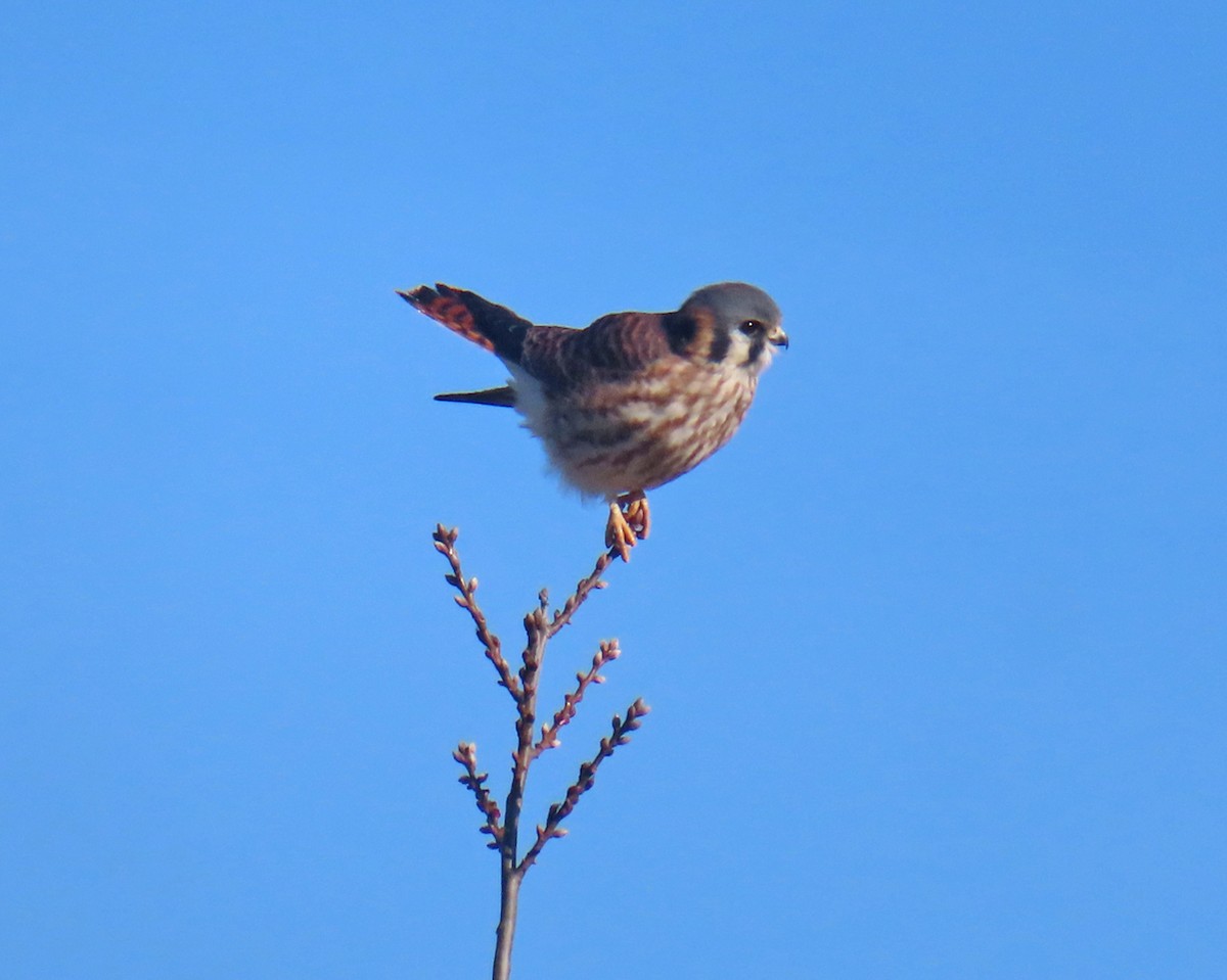 アメリカチョウゲンボウ - ML646659638