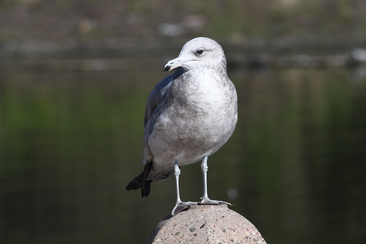 Калифорнийская чайка - ML646659640