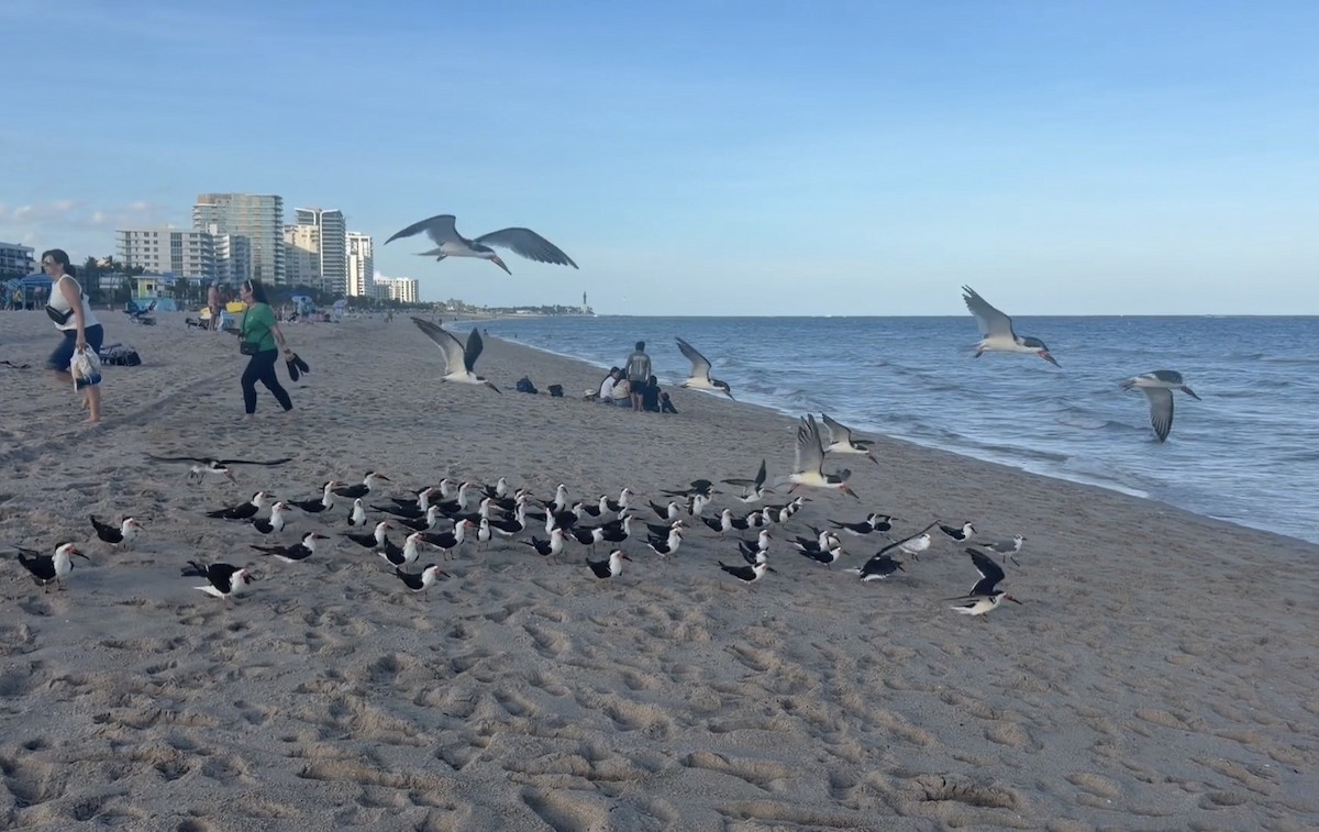 Black Skimmer - ML646659642