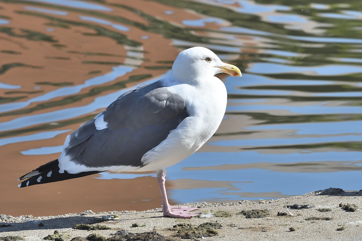 Западная чайка - ML646659643