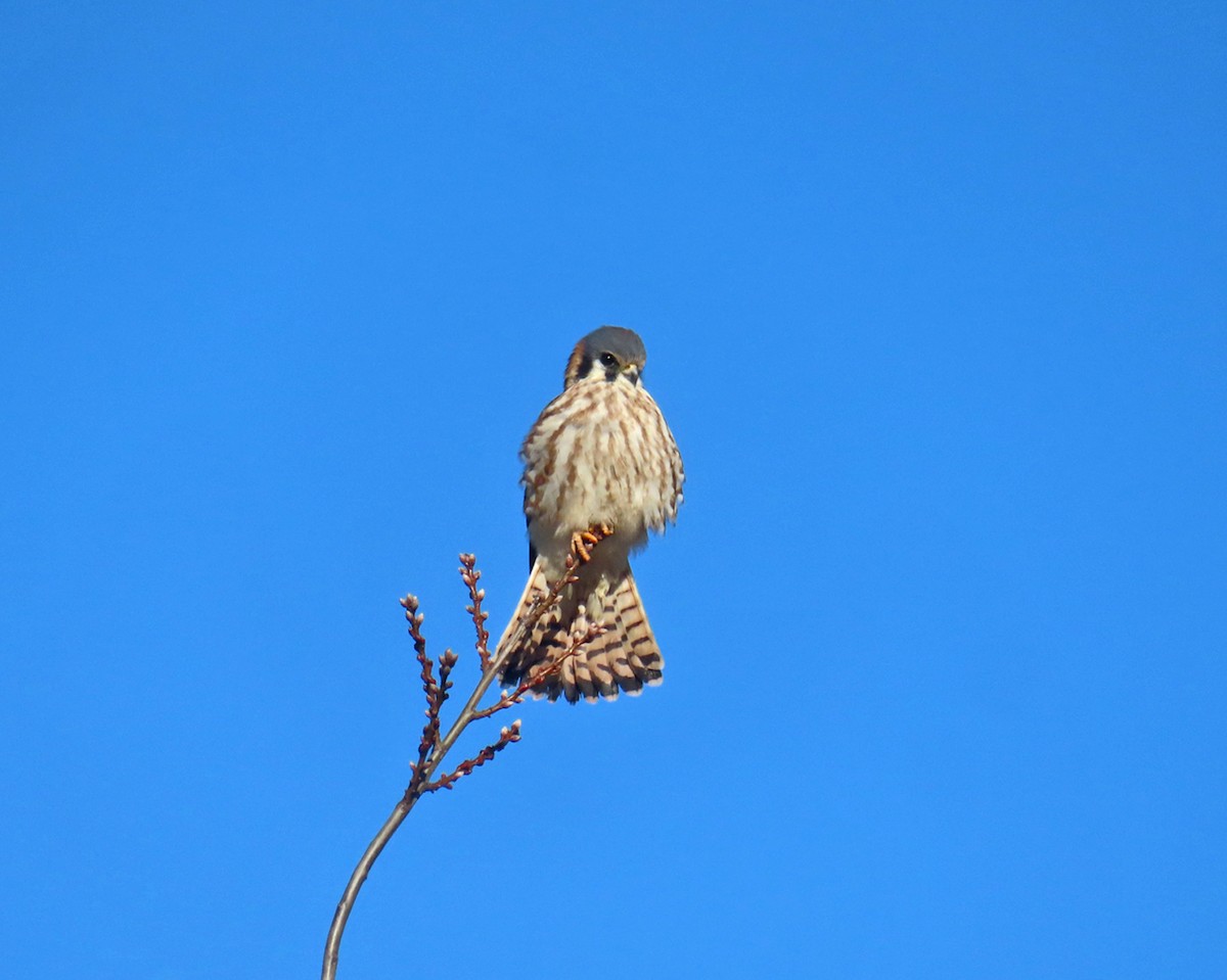 アメリカチョウゲンボウ - ML646659645