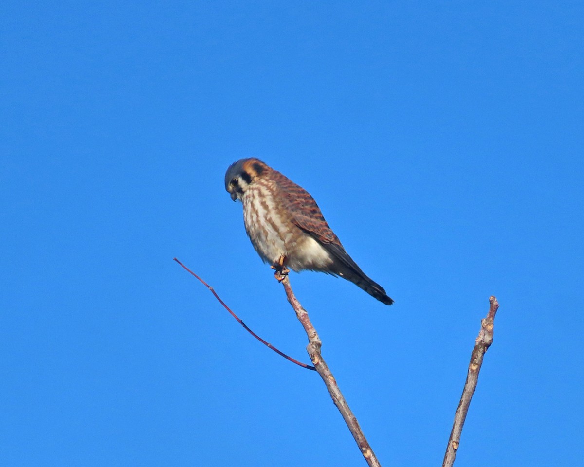 アメリカチョウゲンボウ - ML646659646
