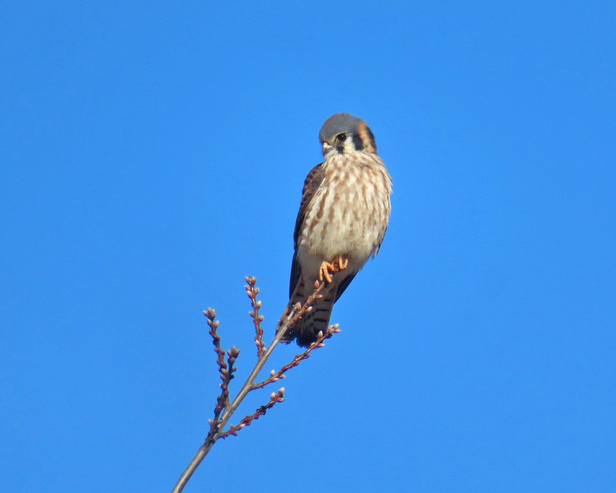 アメリカチョウゲンボウ - ML646659647