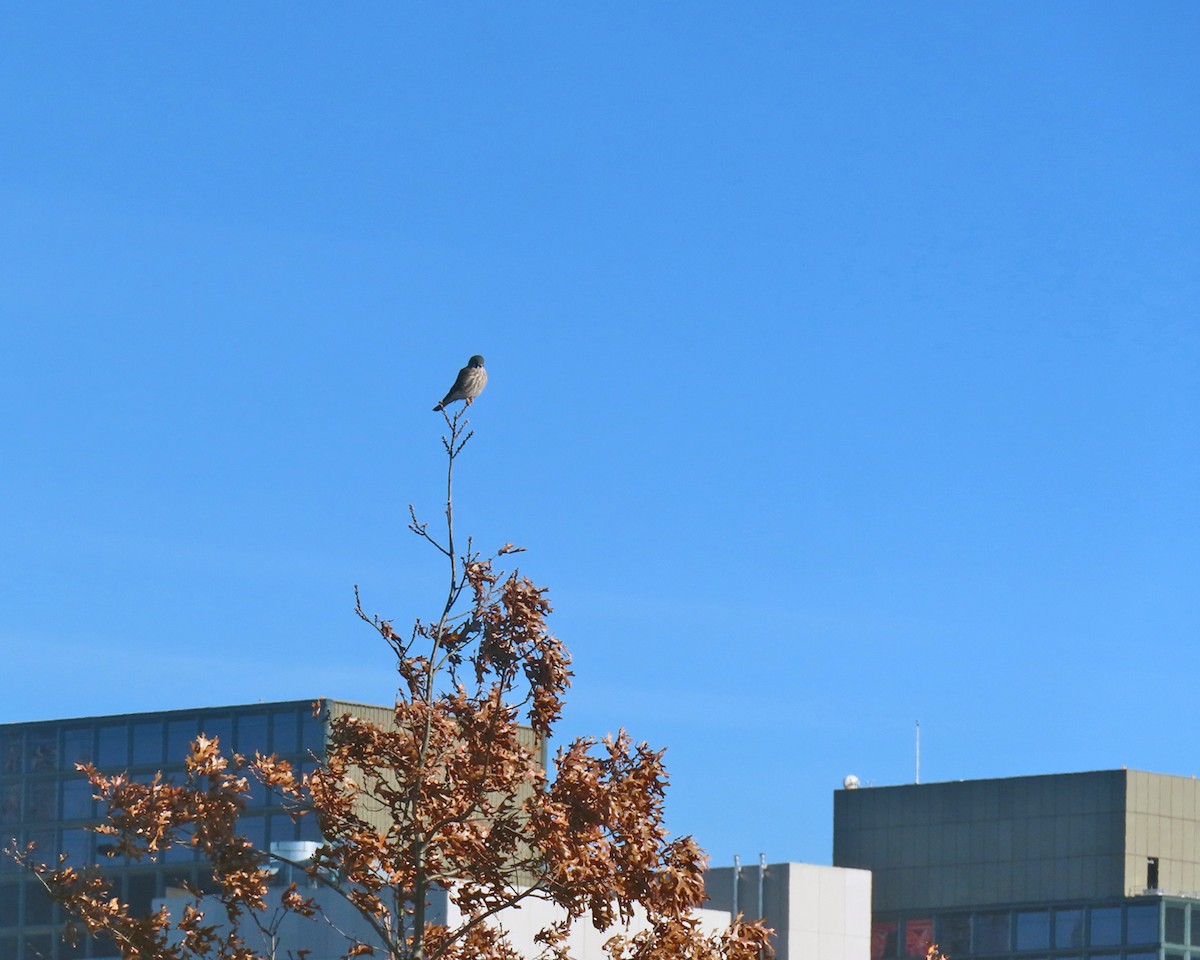 アメリカチョウゲンボウ - ML646659648