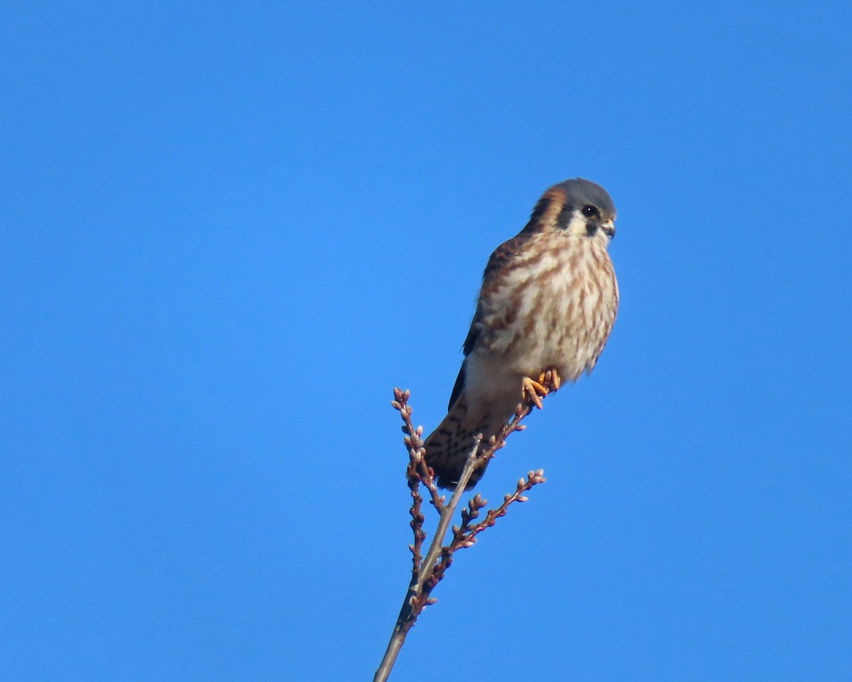 アメリカチョウゲンボウ - ML646659649